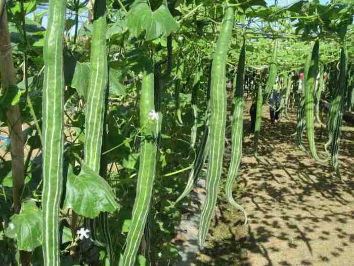 How to cook snake gourd chinese style