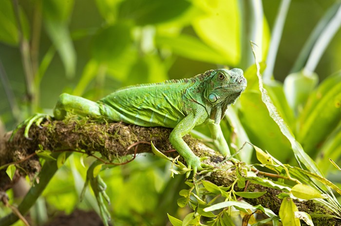 How to cook iguana trini style